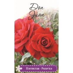 Роза Don Juan плетистая (саж. ЗКС)Сербия "RI"